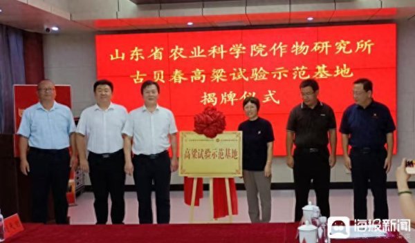 京海策略 高粱虽为“小作物”，却支撑白酒这一“大产业”！山东一高粱试验示范基地揭牌